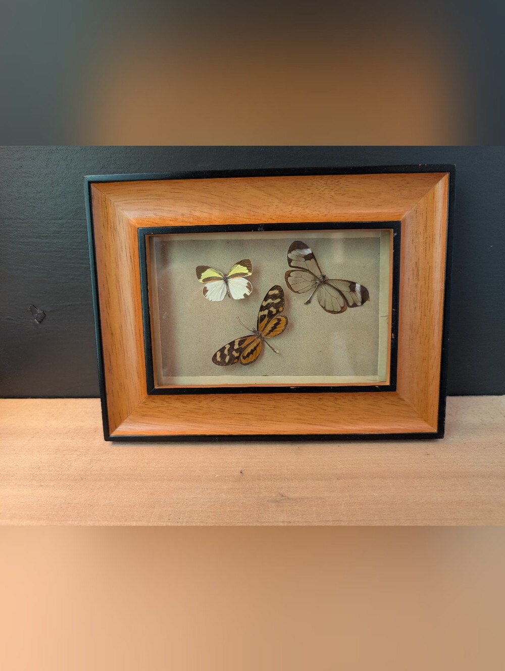 Retro Butterflies In Frame